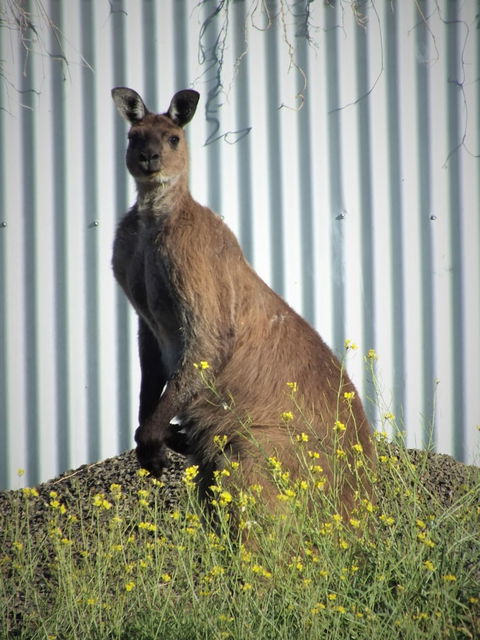 Gilligan's Kangaroo Island - Nambucca Heads Accommodation 1