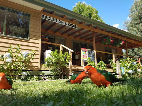 Jamieson Caravan Park - Nambucca Heads Accommodation 4