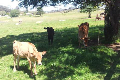 Appin Homestay B & B - Nambucca Heads Accommodation 2
