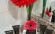 Palm Cove Beach Apartment - thumb 4