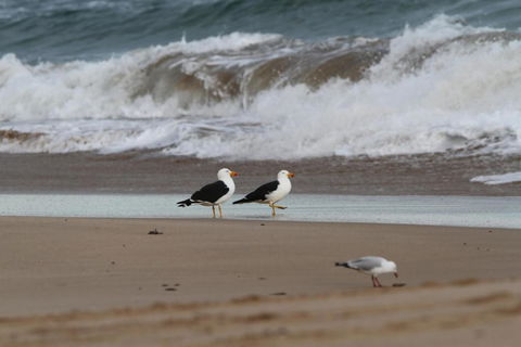 LOCKINGTON - Nambucca Heads Accommodation 6
