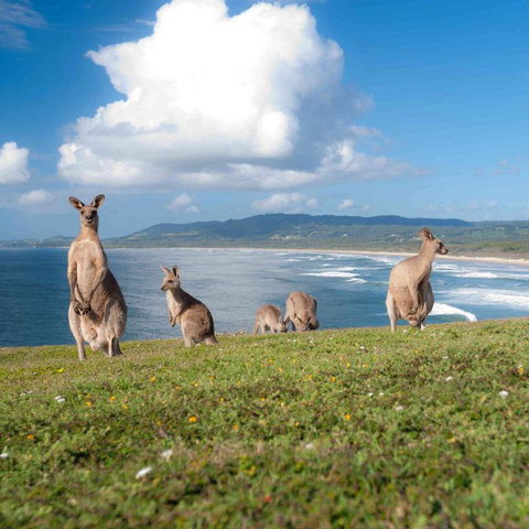 FAMILY ISLAND GETAWAY BEACHFRONT APARTMENT - Nambucca Heads Accommodation 4