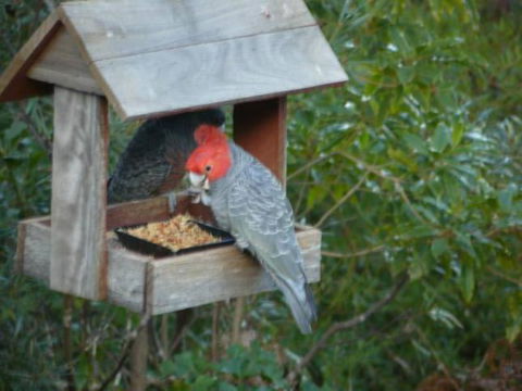 Canyon Cottage - Nambucca Heads Accommodation 4