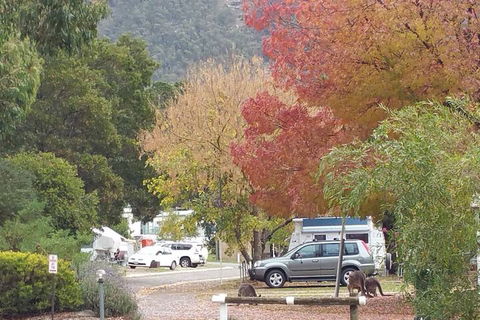 Breeze Holiday Parks - Halls Gap - Nambucca Heads Accommodation 5
