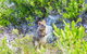 Rottnest Island Authority - thumb 1