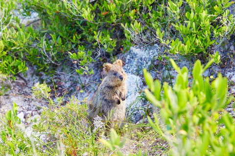 Rottnest Island Authority - Nambucca Heads Accommodation 1