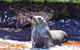 Rottnest Island Authority - thumb 5