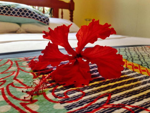 Cow Bay Homestay B & B - Nambucca Heads Accommodation 5