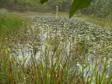 Back To The Bush - Nambucca Heads Accommodation 3