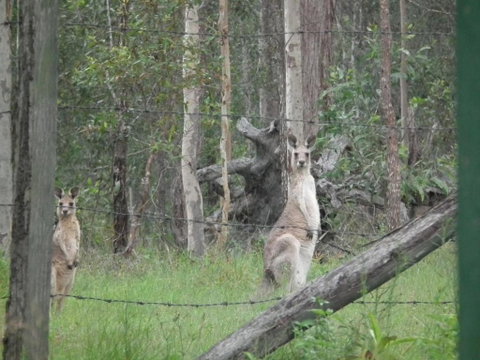 Back To The Bush - Nambucca Heads Accommodation 6