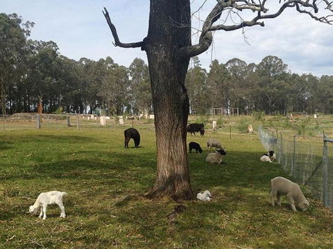 Honeycomb Valley Farm - Nambucca Heads Accommodation 2