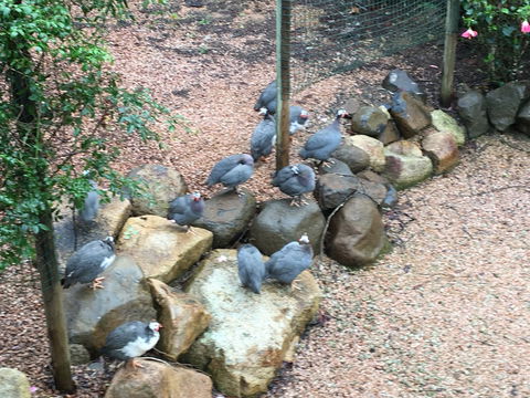 Licuala Lodge - Nambucca Heads Accommodation 4