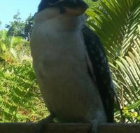 Tropic Oasis Holiday Villas - Nambucca Heads Accommodation