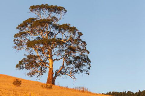2 Dukes Daylesford - Nambucca Heads Accommodation 5