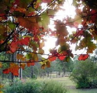 Elfin Hill Country Accommodation - Nambucca Heads Accommodation