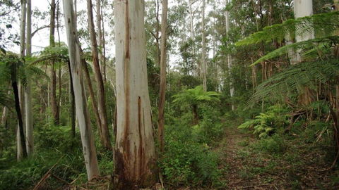 Carinya Park - Nambucca Heads Accommodation 1