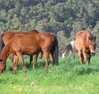 Hill Top Country Guest House - Nambucca Heads Accommodation
