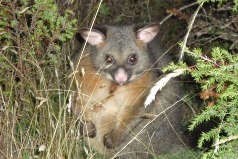 Forest Walks Lodge - Nambucca Heads Accommodation 6