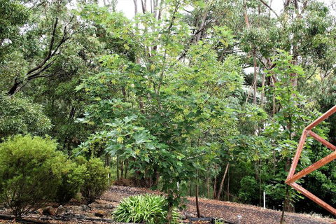 Tangenong Cottages - Nambucca Heads Accommodation 4