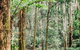 Fernglen Forest Retreat - thumb 1