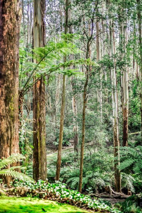 Fernglen Forest Retreat - Nambucca Heads Accommodation 1