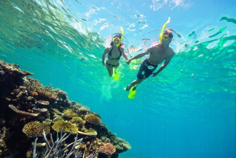 Black Palm Cape Tribulation - Nambucca Heads Accommodation 1