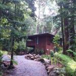 Black Palm Cape Tribulation - Nambucca Heads Accommodation 0
