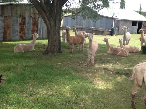 Glen Waverly Farmstay - Nambucca Heads Accommodation 1