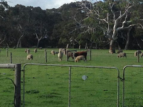 Breakaway Farmstay - Nambucca Heads Accommodation 1