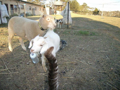 Alpine Country Motel - Nambucca Heads Accommodation 5