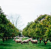 Cambray Cheese Farm Shop - Nambucca Heads Accommodation