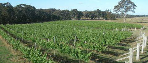 Yarralaw Springs Wines - Nambucca Heads Accommodation 2