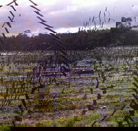 Darlington Vineyard - Nambucca Heads Accommodation