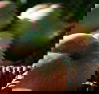 Denmark Heritage Cider Company - Nambucca Heads Accommodation