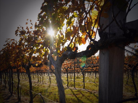 Pyramids Road Wines - Nambucca Heads Accommodation 0