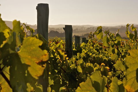 Wimbaliri Wines - Nambucca Heads Accommodation 0