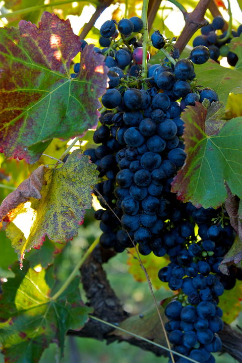Wimbaliri Wines - Nambucca Heads Accommodation 2