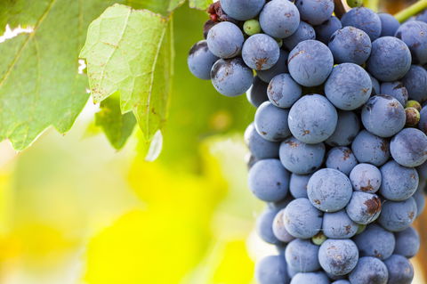 Eden Road Wines - Nambucca Heads Accommodation 0