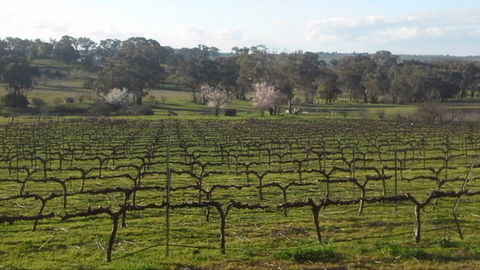 Lockwood Vineyard - Nambucca Heads Accommodation 1