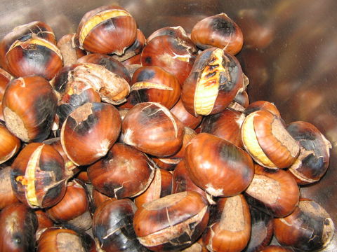 Tweenhills Chestnuts - Nambucca Heads Accommodation 0