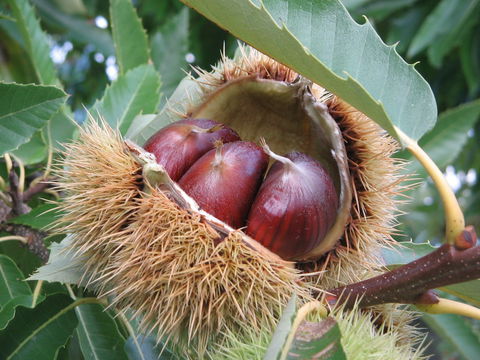 Tweenhills Chestnuts - Nambucca Heads Accommodation 1