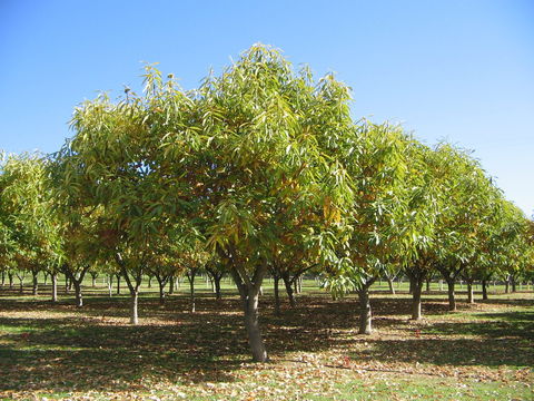 Tweenhills Chestnuts - Nambucca Heads Accommodation 2