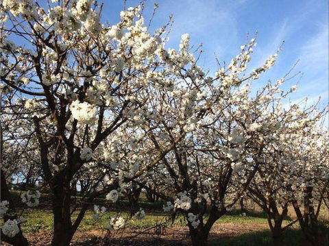 Allambie Orchard And Cafe - Nambucca Heads Accommodation 0
