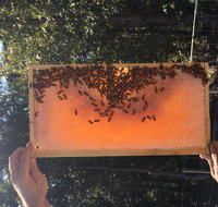Clayridge Honey - Nambucca Heads Accommodation