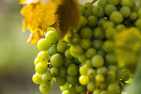 Affleck Vineyard - Nambucca Heads Accommodation 0