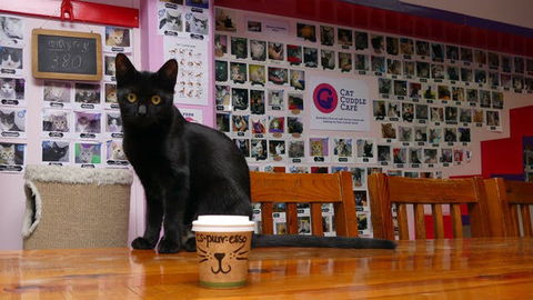 Cat Cuddle Cafe - Nambucca Heads Accommodation 0