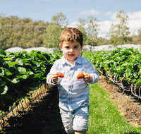 Hillwood Berries Farmgate  Pick Your Own - Nambucca Heads Accommodation