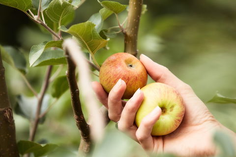 St Ronan's Cider - Nambucca Heads Accommodation 0