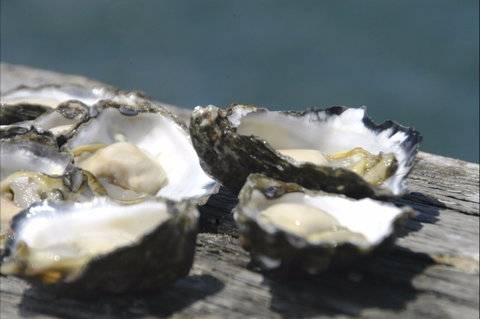 Jim Wild's Oyster Service - Nambucca Heads Accommodation 0