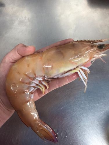 Northern Rivers Seafood - Nambucca Heads Accommodation 4